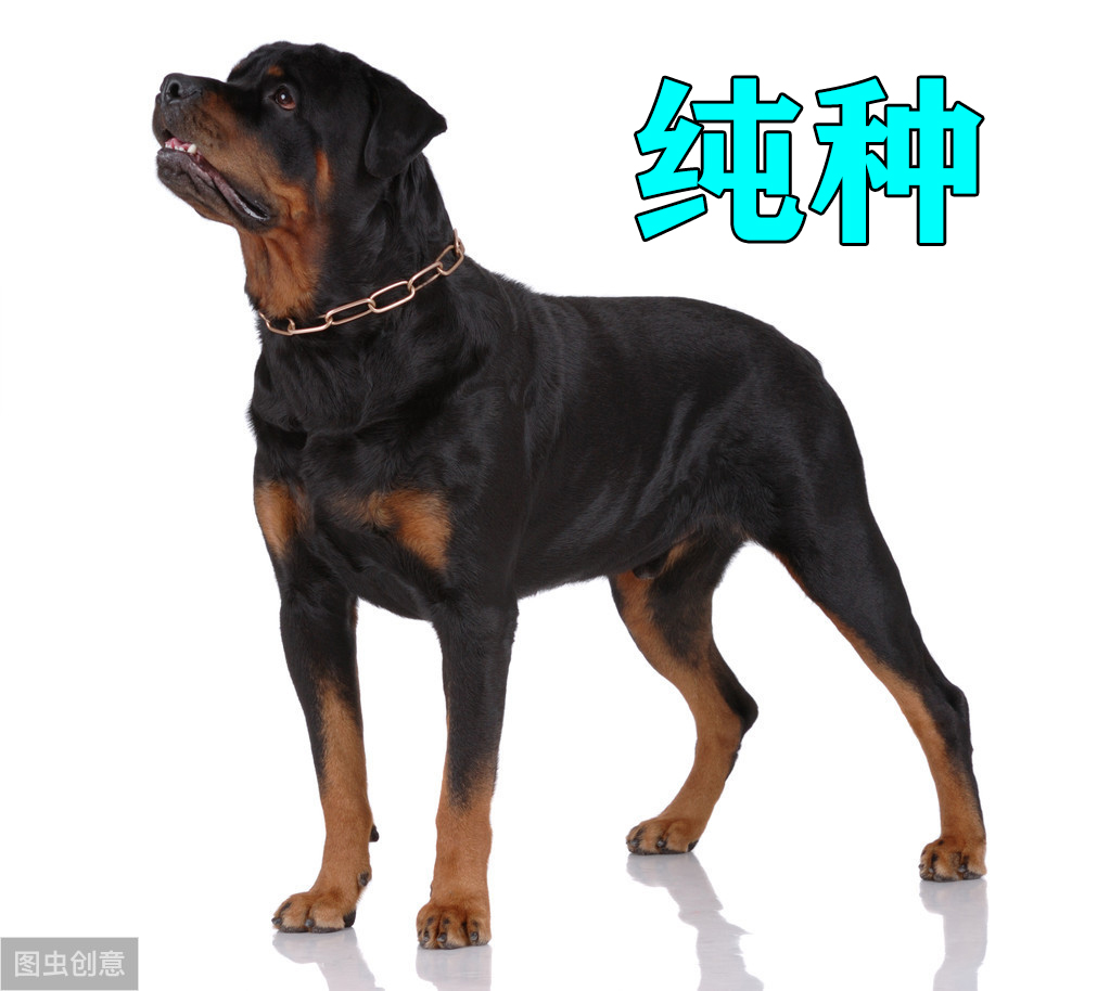 成年罗威纳犬多少钱一只纯种,罗威纳长嘴立耳是纯种的犬吗