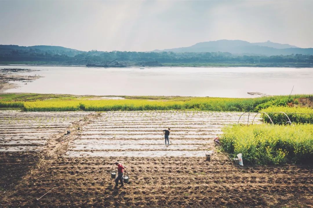 田园风光稻田帐篷,稻田星空露营基地