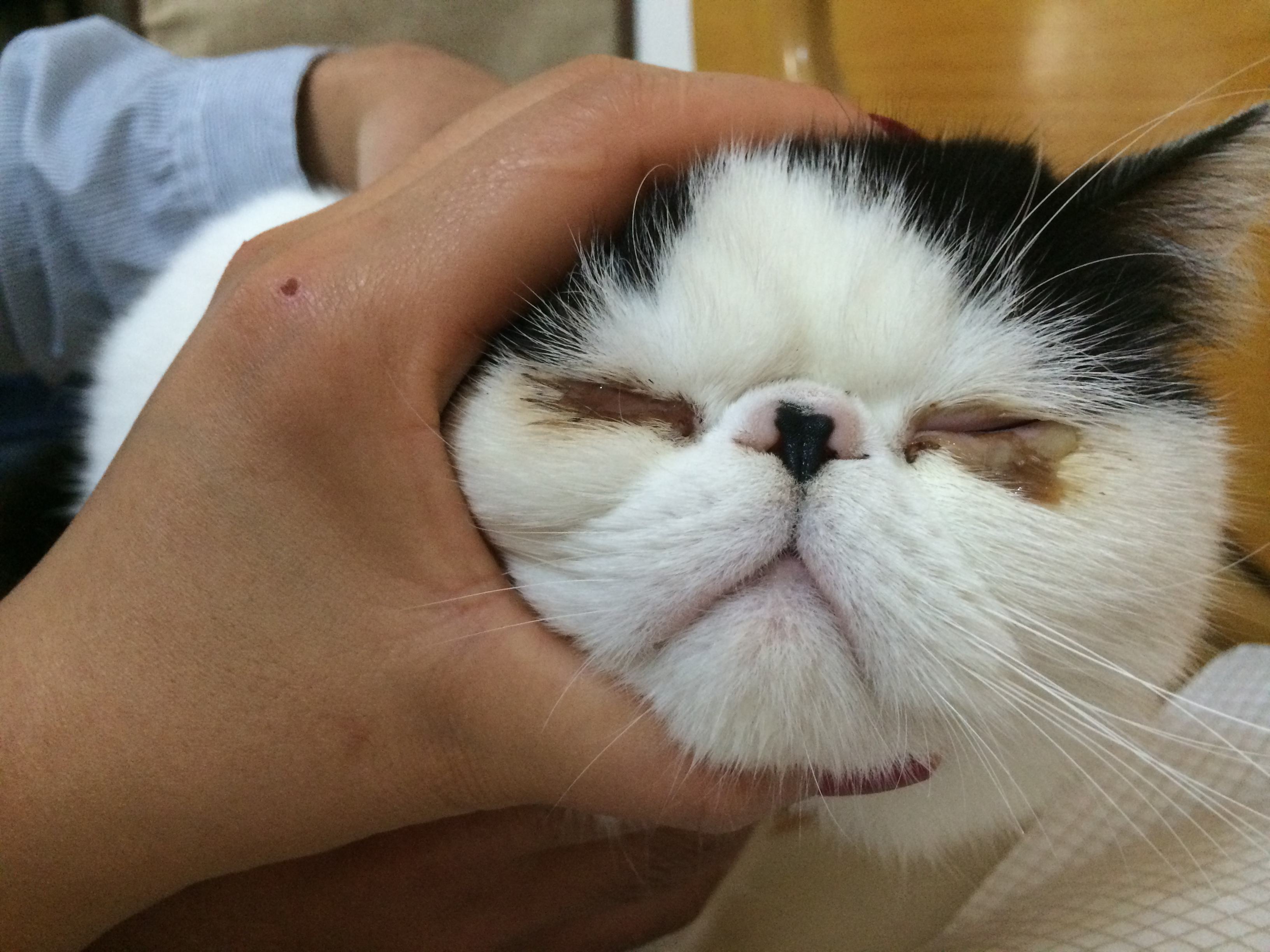 猫咪流眼泪的原因和解决方法,猫咪总是流眼泪的原因及解决方法