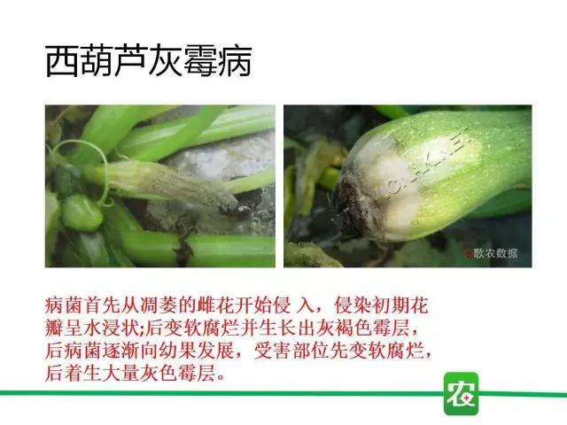 灰霉病视频图片,葡萄灰霉病和草莓灰霉病