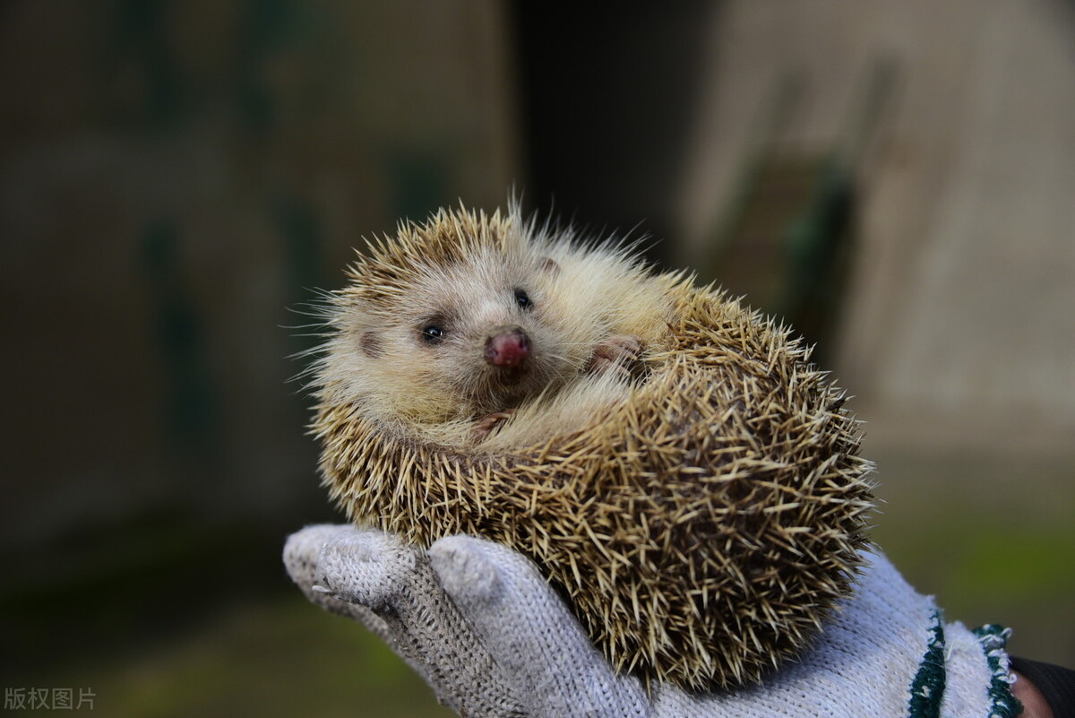 养刺猬期间遇到的问题,刺猬为什么不建议养