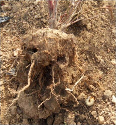 蓝莓园害虫的症状和防治,蓝莓地下害虫蛴螬防治