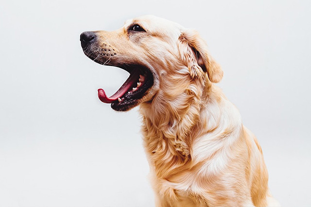 最适合新手养的十大狗狗排行榜,最适合新手养的狗狗十大排行榜