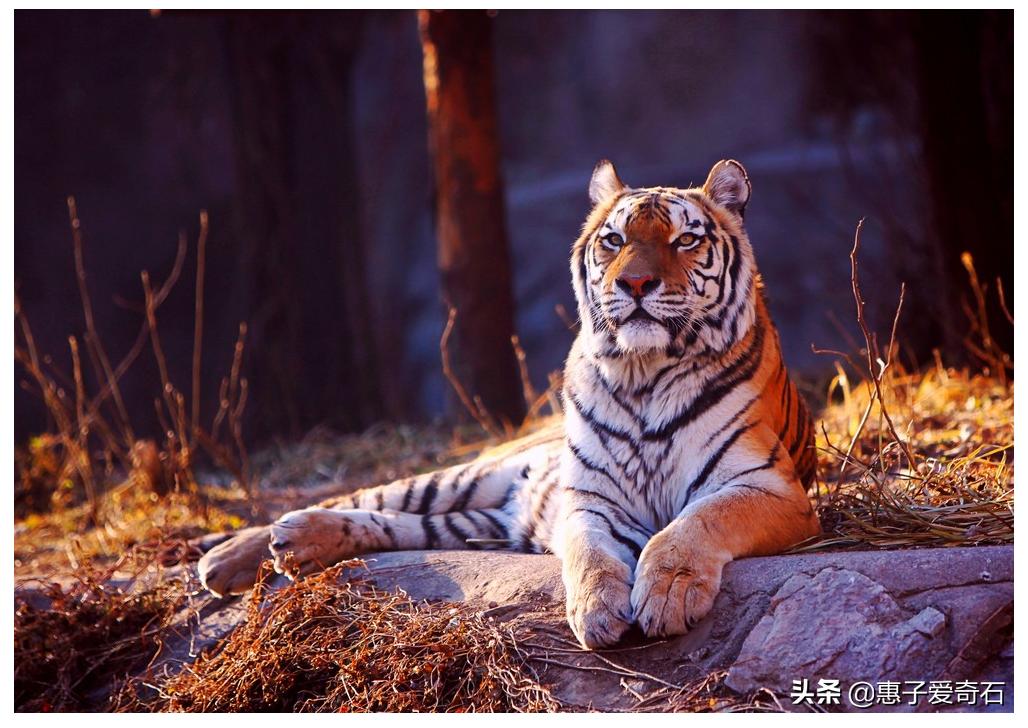 黑龙江奇石哪里多,最贵的玉石奇石