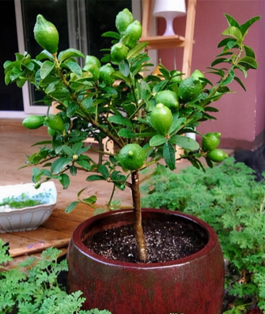 吃水果把核吞进去了,吃完芒果把核扔花盆里