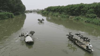 央视高清视频：东台品鲜