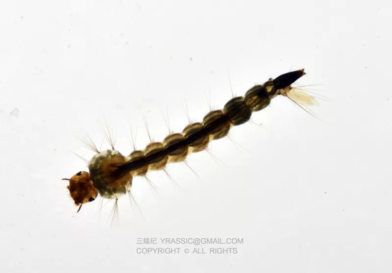 世界上杀人最多的动物是蚊子吗,世界上杀人最多的动物是什么动物