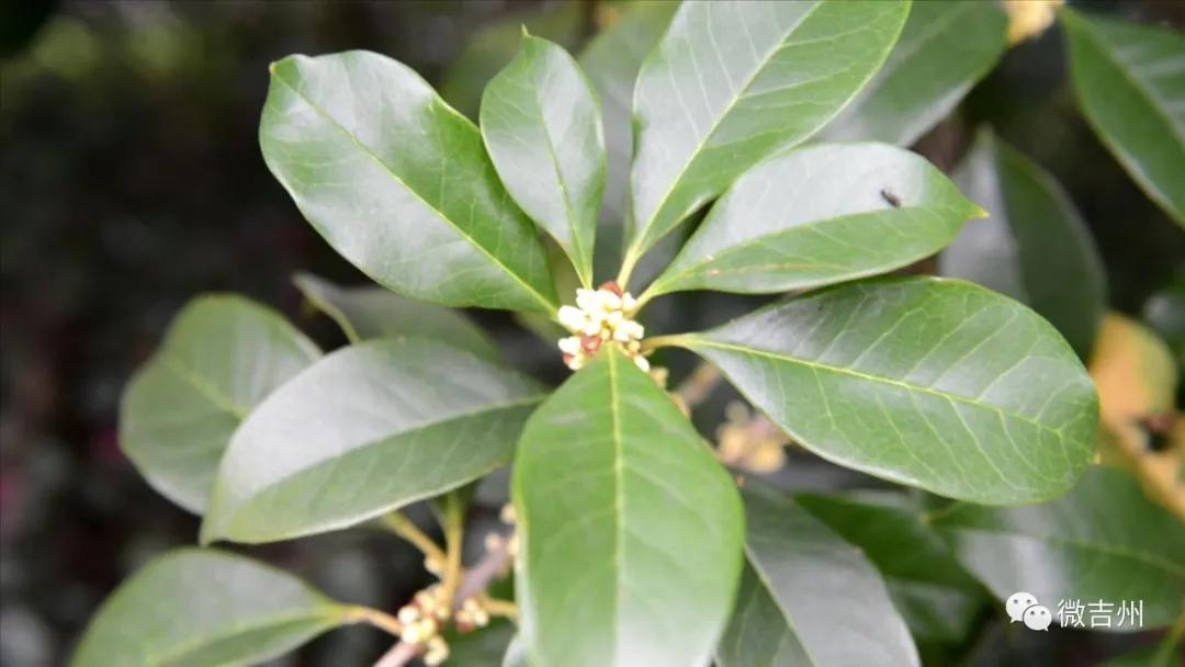 【我们的节日】中秋情浓意更浓欢乐国庆欢乐颂