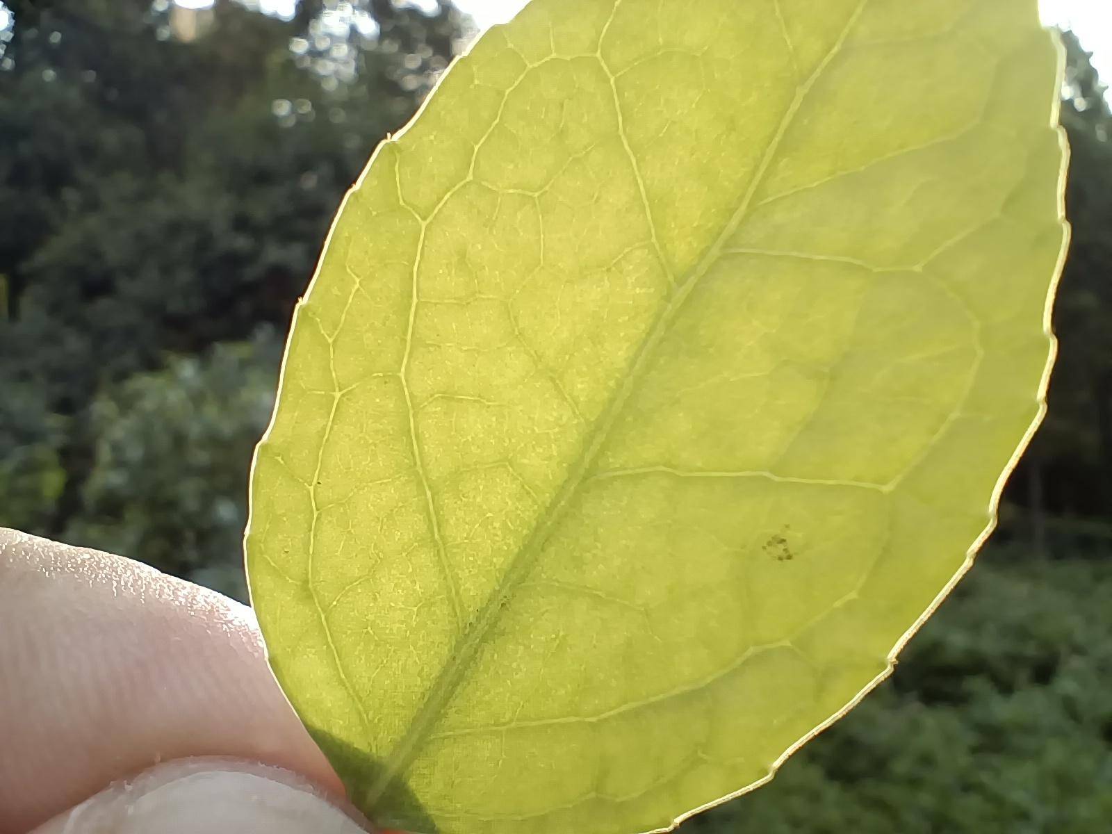 iqooz1到底值得入手吗,iqooz1是否值得入手