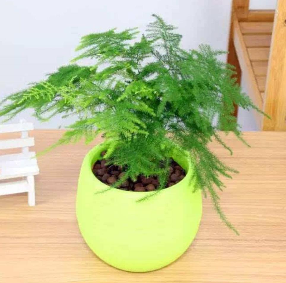 文竹叶片发黄不要放弃，这样做很快会恢复！