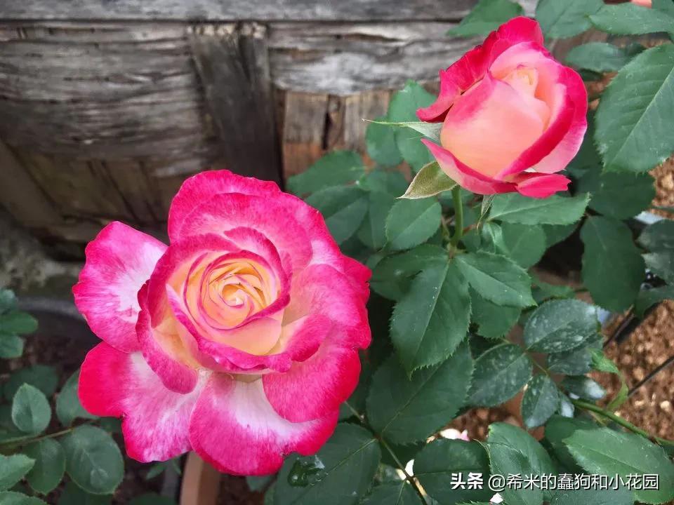 苦尽甘来栀子花,苦尽甘来推荐