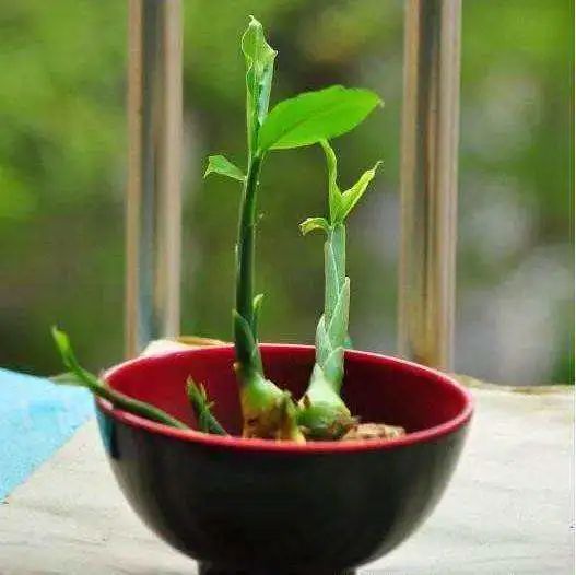 生姜发芽后还能不能种花,生姜发芽了现在可以盆栽吗