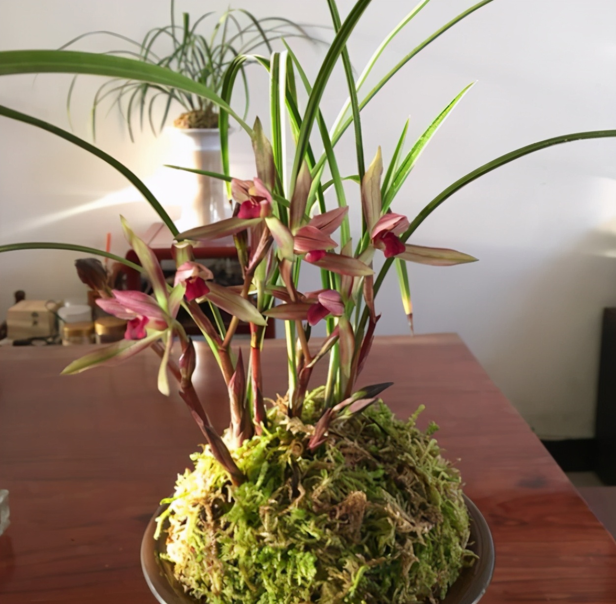 墨兰黑珍珠兰花多少钱一苗,此兰花被誉为国兰第一红