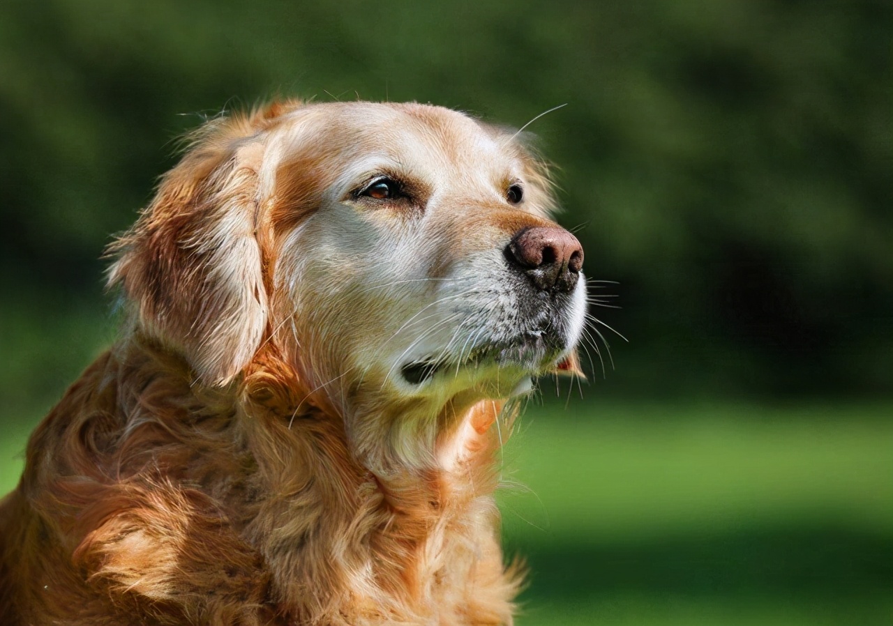 狗狗7岁了需要吃老年狗粮吗,狗狗一般多大算是步入老年
