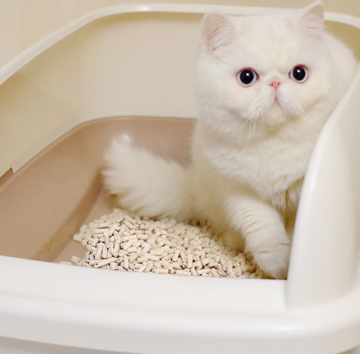 新手养猫必看省钱攻略,新手小白养猫看过来超详细攻略