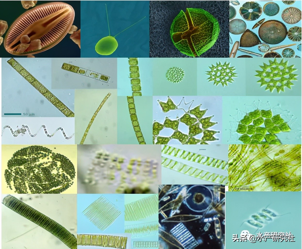 蓝藻是否都是有害藻类,蓝藻的爆发原因及处理方法