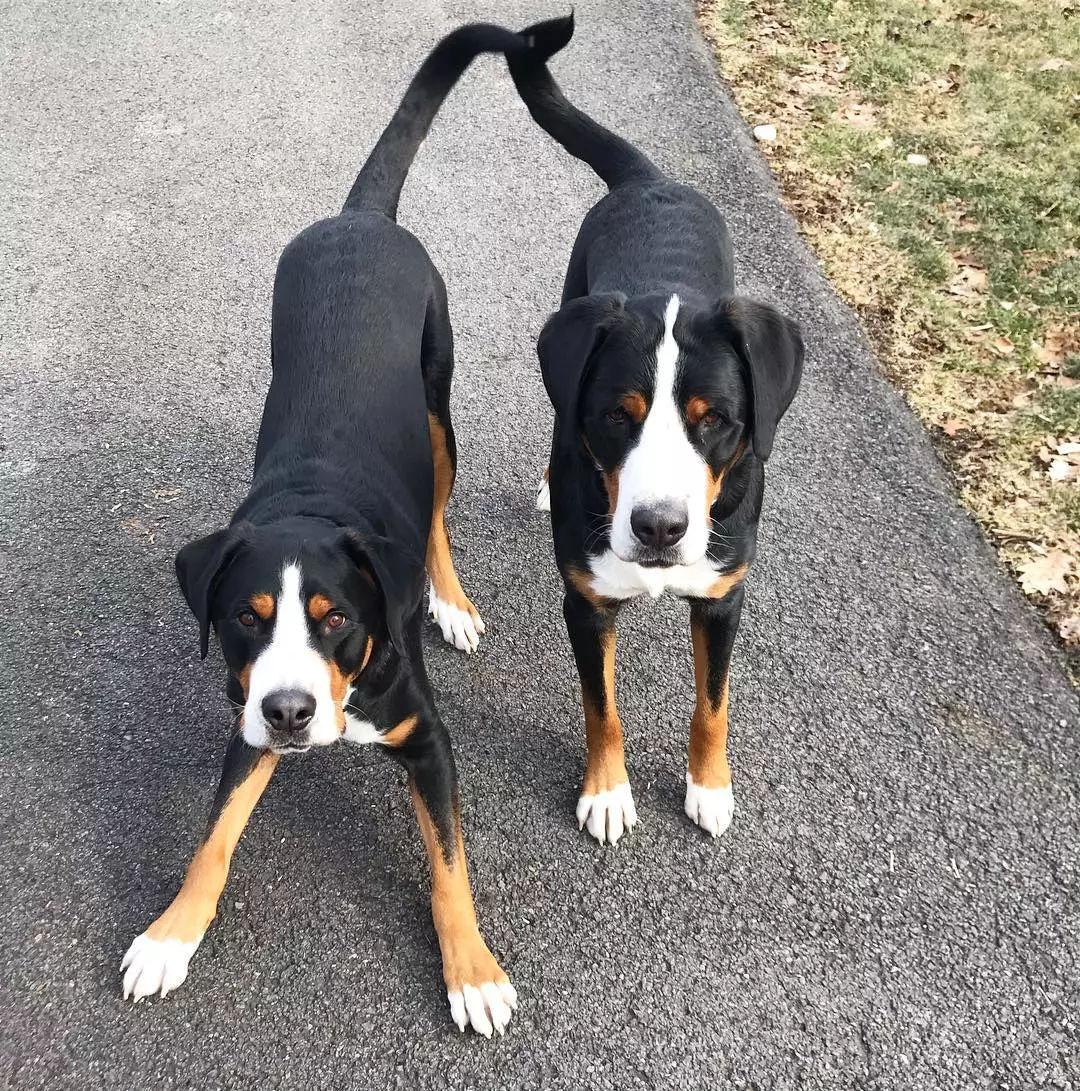 最聪明的十大狗狗品种介绍,史上最全的狗狗品种记得收藏