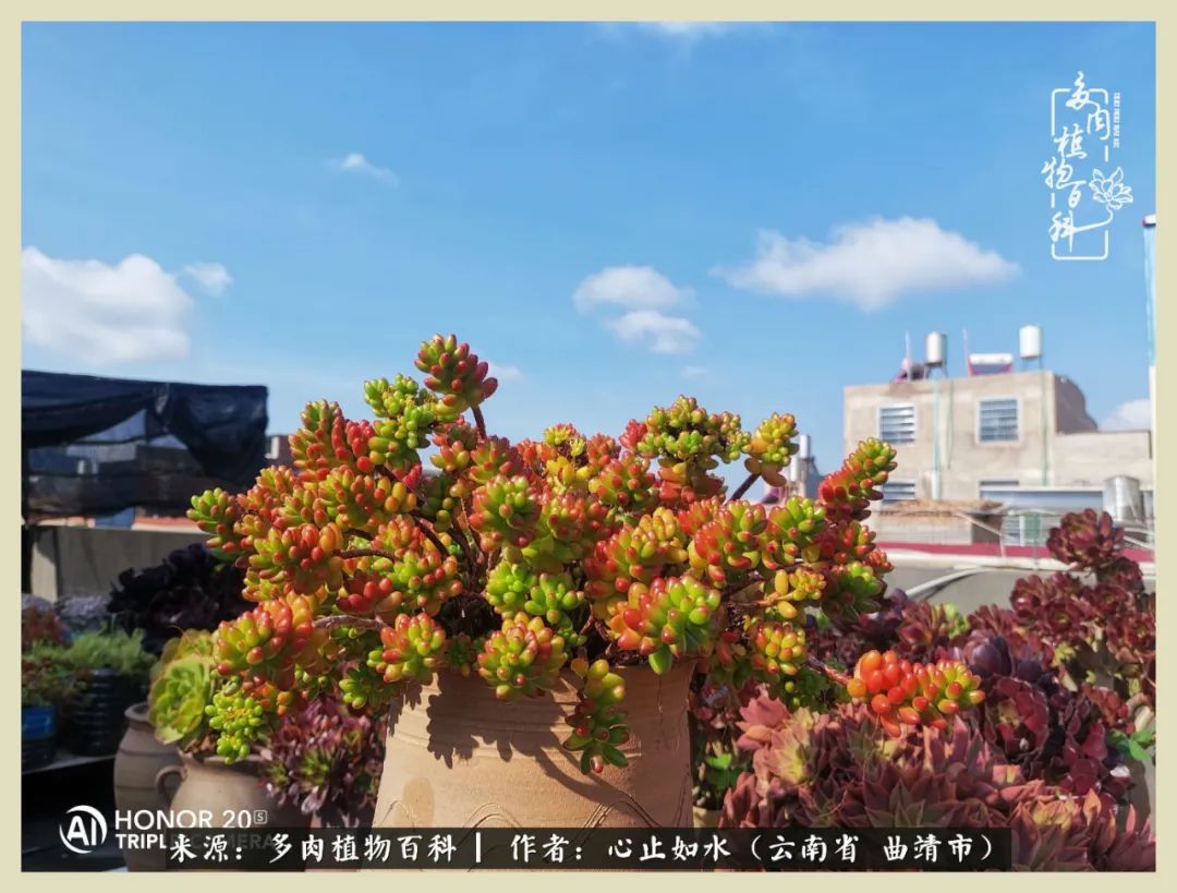 感谢陪伴感恩所有的遇见,让每个人都能感受到多肉的美好