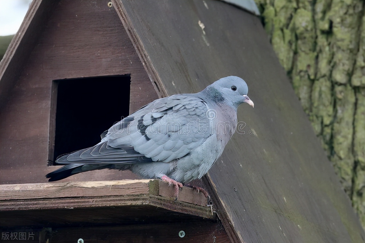 专治鸽子单眼伤风中药配方,治鸽子单眼伤风最好的药