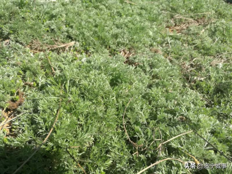 洛宁附近游玩的免费好去处,洛宁涧口山河边攻略