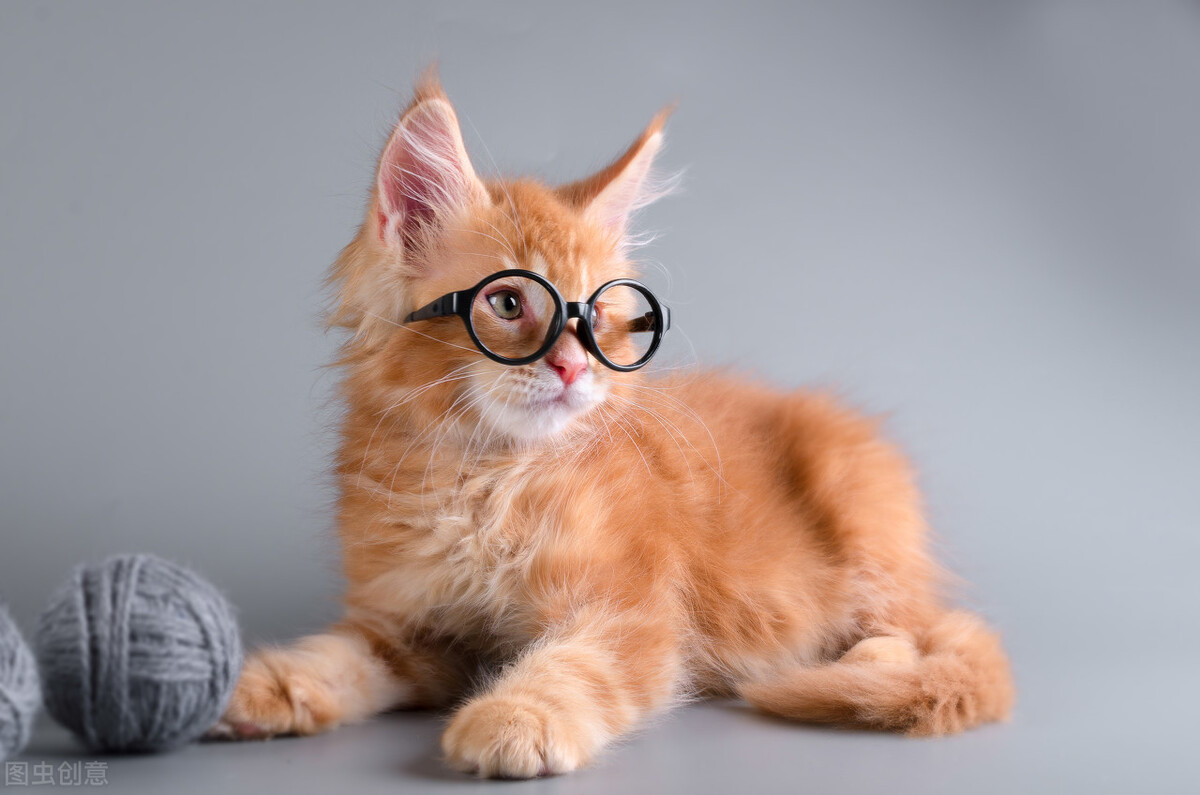 猫咪拉稀怎么办还伴有血,猫咪拉稀怎么办最快的解决方法