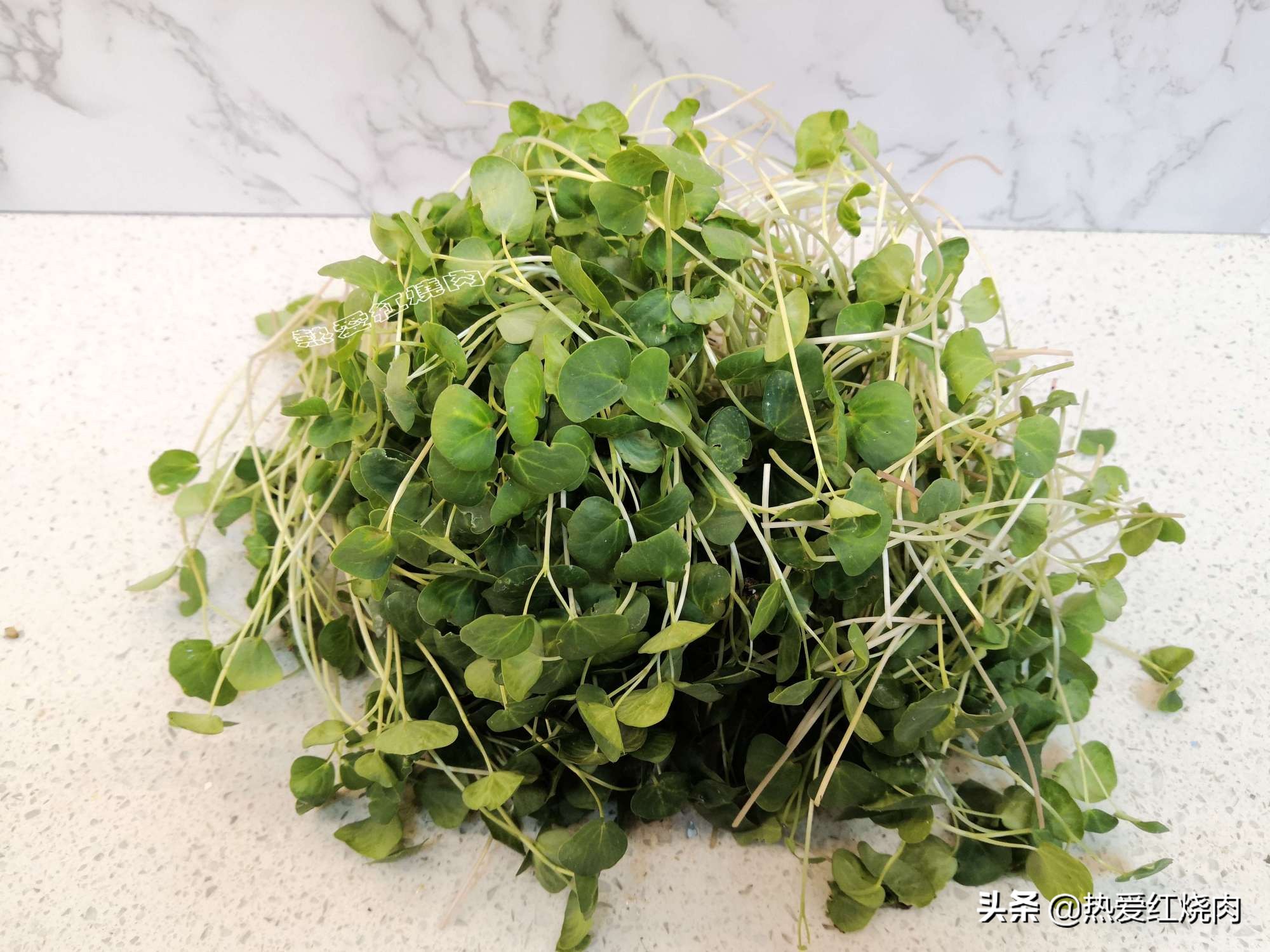 冬季如何撒种子种菜,冬季小花盆里可以种的菜