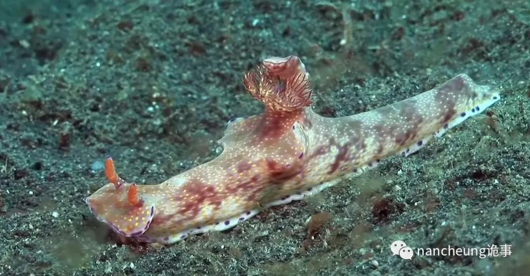 深海迷航第49天神秘生物,深海海底神秘的10种生物