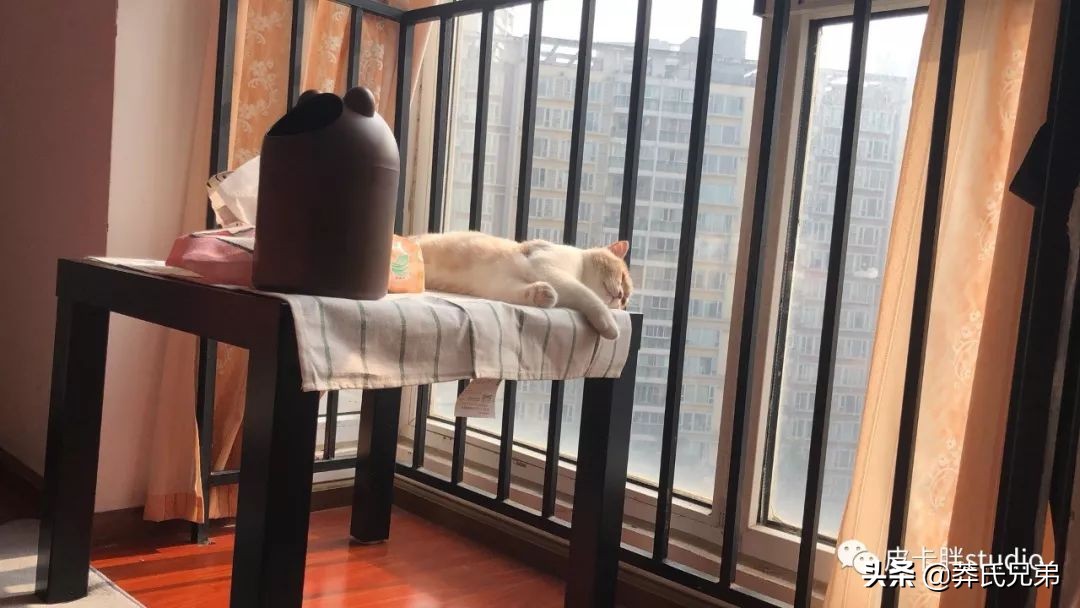 可爱小奶猫刚生出成长日记,一只小奶猫的成长过程