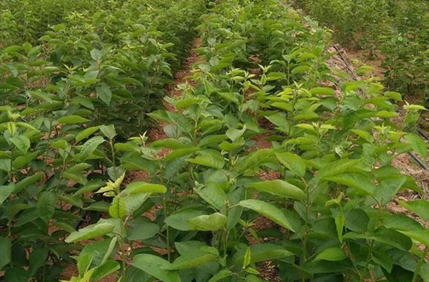 农村土地种植什么比较赚钱,在农村种植或养殖什么比较赚钱