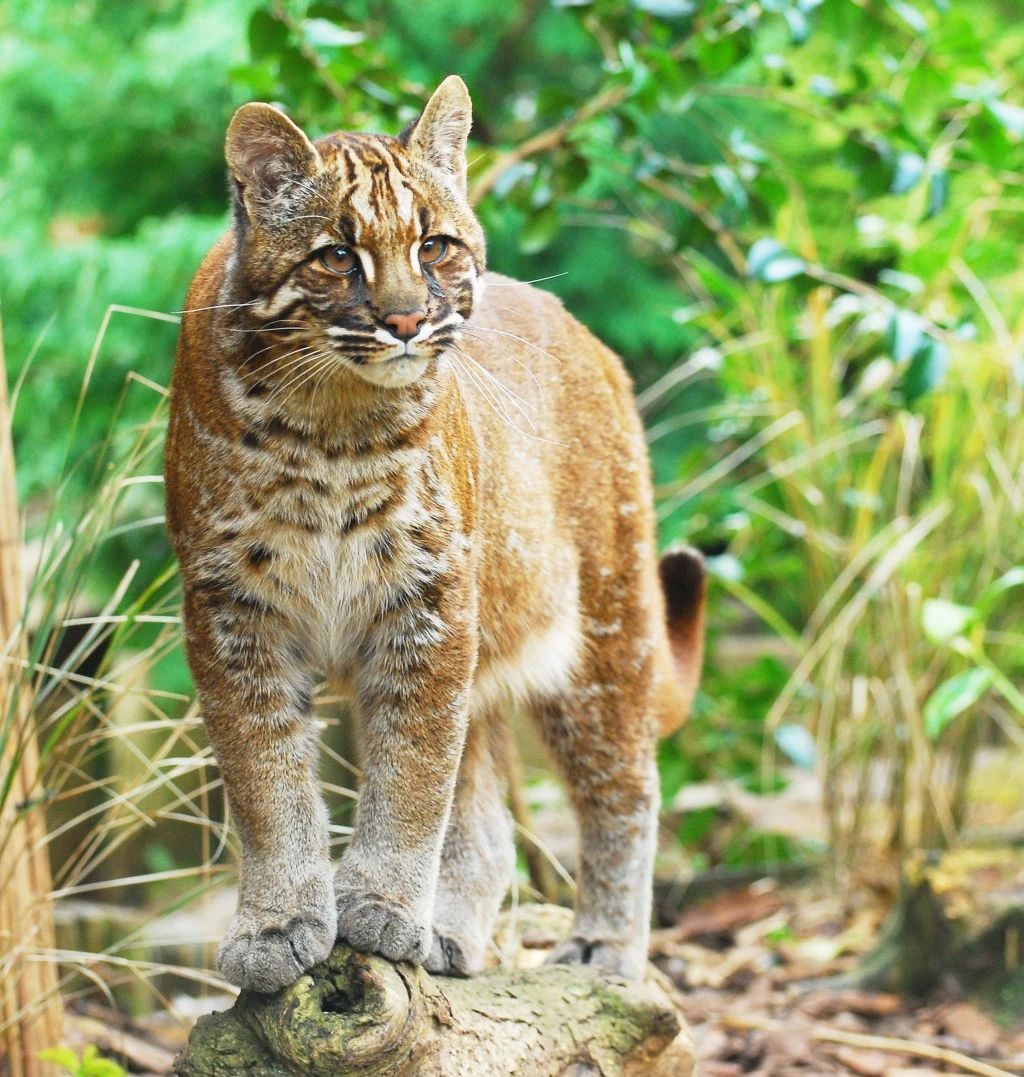 云吸猫宠物,云吸猫人士怎么玩