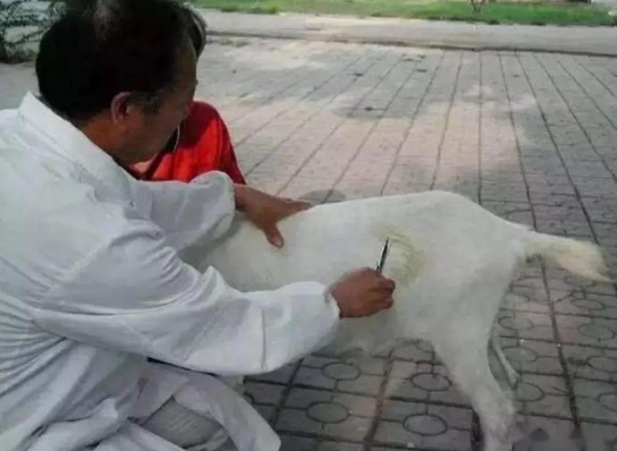 羊瘤胃胀气的症状和治疗方法,羊瘤胃胀气怎样治