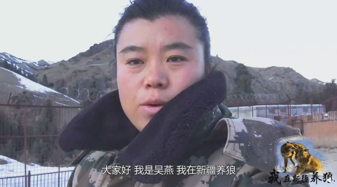养狼disco：我在*疆新**，把狼养成了哈士奇