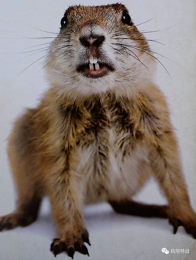 快反射击平常是怎么训练出来的,快反射击多目标射击