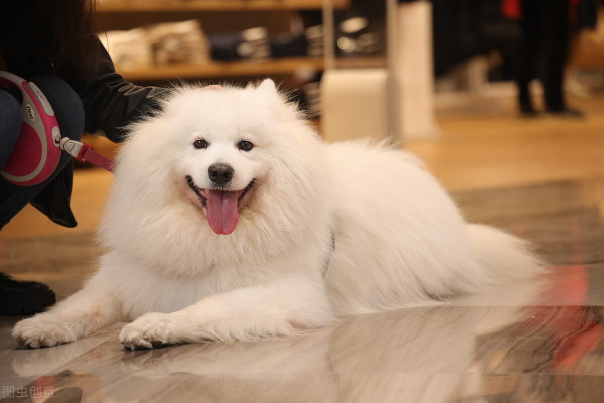 萨摩耶如何挑选喂养以及常见疾病小知识爱它就请花点时间做好功课