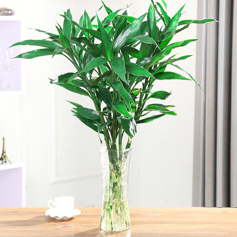 水培富贵竹黄叶怎么办如何补救,水培富贵竹黄叶烂根