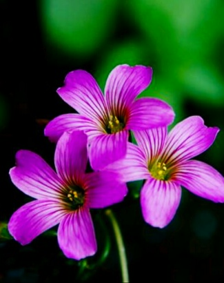 酸酸甜甜都是幸福——酸味草