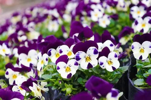 世界各国的国花集锦,英国国花世界各国的国花