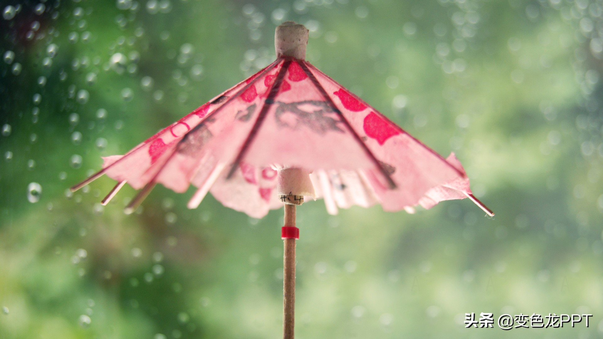 夏至福利——送你一份诗意莲华之季的PPT模板~