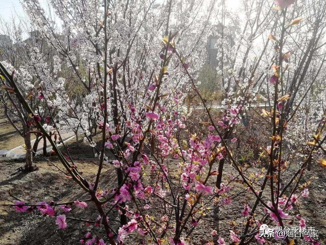 烟台只楚片区规划山体公园地点,只楚村烟台