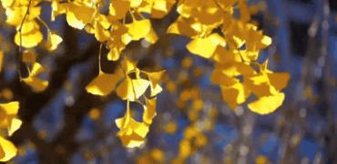 长汀宾馆银杏,长汀宾馆银杏叶