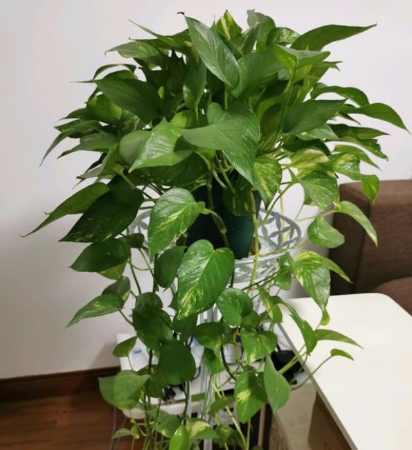 绿萝黄叶是什么原因如何处理,绿萝黄叶是什么问题怎么解决