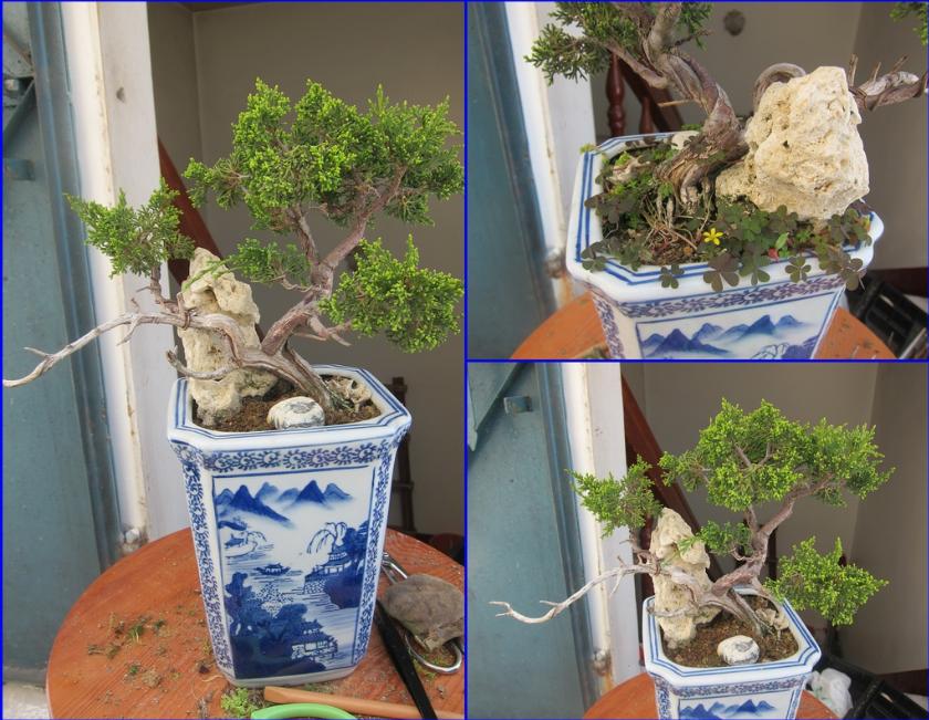 鱼川真柏盆景养殖方法,从养多肉到盆景