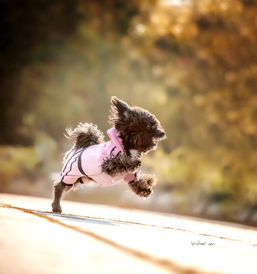 一招解决狗狗分离焦虑用被子盖好,该如何缓解狗狗的紧张焦虑