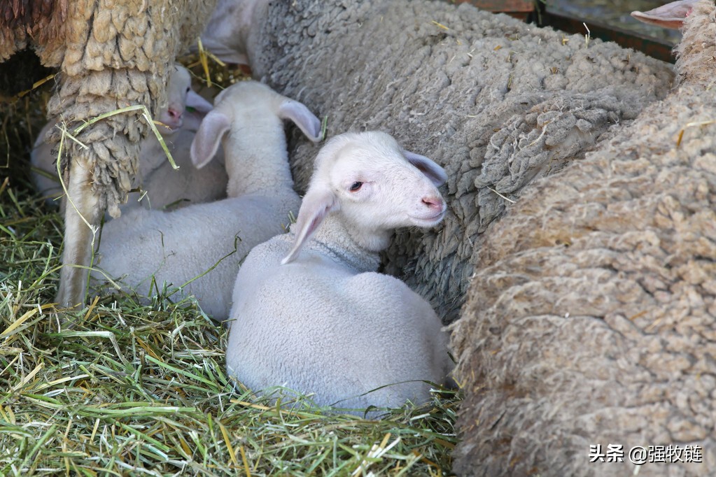 冬季养羊如何保暖,冬季养羊该怎么保温