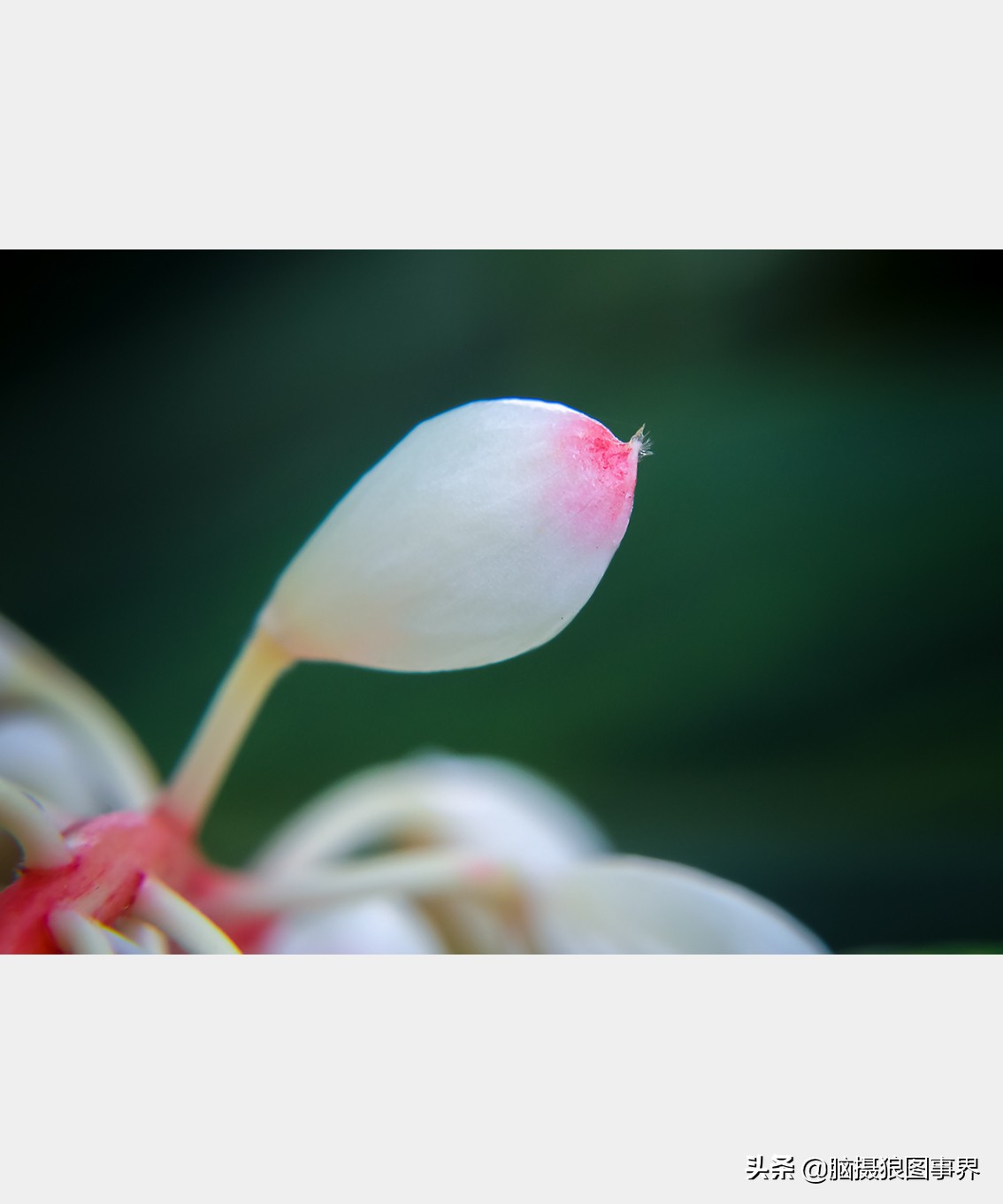 佳能rf24105f4和ef24105f4二代,佳能24105银圈镜头虚化效果