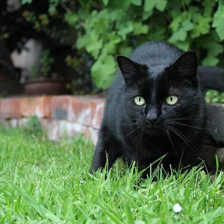 网友捡到一只小黑猫长大后成黑豹,路上捡的小猫原来是宠物猫