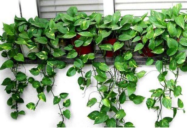 养绿萝浇什么肥料长得好,绿萝用什么肥料怎么养才能更旺盛