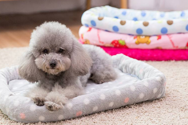 小狗狗感冒了打什么针,小狗感冒必须在多长时间后治疗