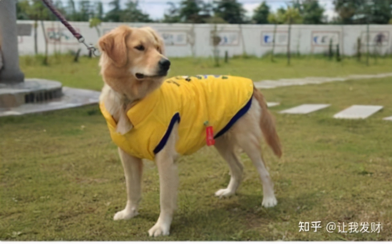 狗鼻子一圈有黄脓,狗鼻子上长疙瘩有脓