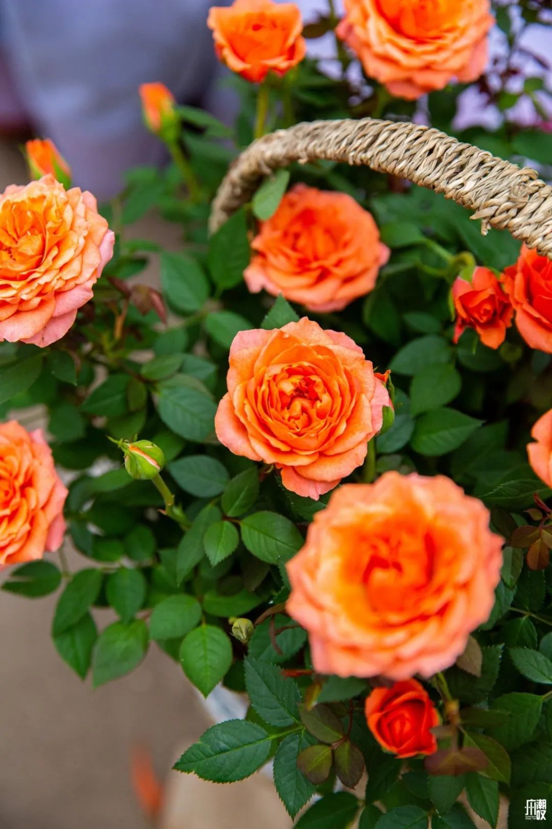 深夜去广州的花卉市场买花,如何逛斗南花卉市场买花便宜